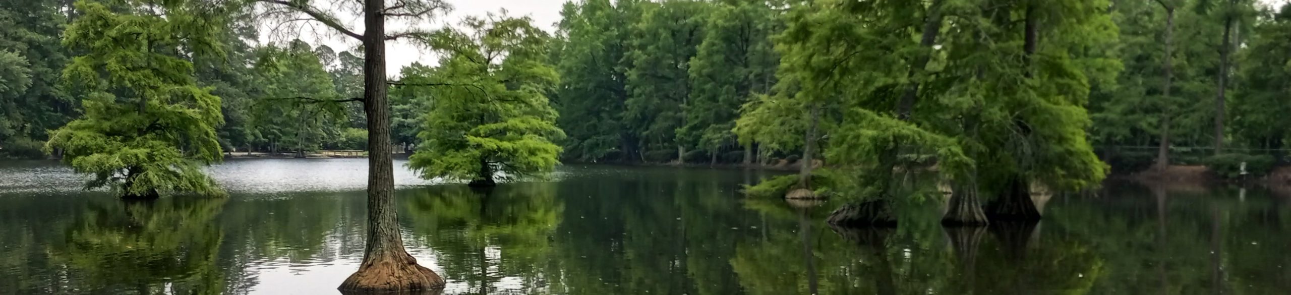 Swan Lake Iris Gardens in Sumter, South Carolina